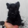 7Inches Lifelike Black Schnauzer Plush Soft Stuffed Animal Cute Aberdeen Terrier Plushie Cute Pillow Doll Home Decor view 2