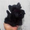 7Inches Lifelike Black Schnauzer Plush Soft Stuffed Animal Cute Aberdeen Terrier Plushie Cute Pillow Doll Home Decor view 3