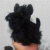 7Inches Lifelike Black Schnauzer Plush Soft Stuffed Animal Cute Aberdeen Terrier Plushie Cute Pillow Doll Home Decor view 4