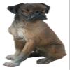 Ebros Gift Adorable Sitting Brindle Boxer Dog Miniature Figurine Fine Pedigree Dogs Breed of Boxers with Lifelike Details Dollhouse Mini Collectible Decor view 4