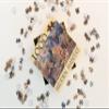1000 Piece Puzzle (Jigsaw) Featuring Highly Detailed Marine Hidden Habitat Vintage Art and Biology Facts with Anti-Glare Matte Lamination view 3