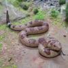 Realistic Fake Snake Artifical Snake Animal Figures Scary Plastic Snake for Halloween Prank Props Fake Snake Trick Joy Gag Gifts for Halloween Party Decoration Scare Birds April Fools Day view 4
