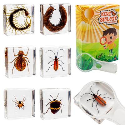 Insect Specimen Set, Bugs Collection Scientific Education Gift for Kids Aged 3-8-12 (Millipede, Centipede, Dragonfly Larvae, Tea Seed Bug, Red Longhorn Beetle, Spiny Spider)