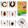 Insect Specimen Set, Bugs Collection Scientific Education Gift for Kids Aged 3-8-12 (Millipede, Centipede, Dragonfly Larvae, Tea Seed Bug, Red Longhorn Beetle, Spiny Spider) view 1