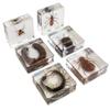 Insect Specimen Set, Bugs Collection Scientific Education Gift for Kids Aged 3-8-12 (Millipede, Centipede, Dragonfly Larvae, Tea Seed Bug, Red Longhorn Beetle, Spiny Spider) view 2