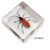 Insect Specimen Set, Bugs Collection Scientific Education Gift for Kids Aged 3-8-12 (Millipede, Centipede, Dragonfly Larvae, Tea Seed Bug, Red Longhorn Beetle, Spiny Spider) view 4