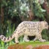 Gemini&Genius Leopard Figurine Toy, Wildlife World Action Figures, Great Gift, Collection, Cake Topper, Storytelling Prop and Room Decor for Kids view 2