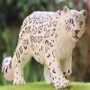 Gemini&Genius Leopard Figurine Toy, Wildlife World Action Figures, Great Gift, Collection, Cake Topper, Storytelling Prop and Room Decor for Kids view 3