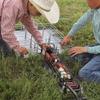 Little Buster Toys Gooseneck Stock Trailer | All-Metal 1:16 Scale Ranch Hauling Accessory with Split & Back Gates, Rubber Tires, Aluminum Wheels | Collectible Farm & Western Display Model view 4