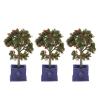 VGEBY Miniature Dollhouse Plants, 3PCS Artificial Fruit Tree Model for 1:12 Scale Dollhouse Decoration Accessory Dollhouse Fruit Tree Dollhouse Plants view 2