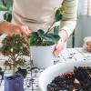 VGEBY Miniature Dollhouse Plants, 3PCS Artificial Fruit Tree Model for 1:12 Scale Dollhouse Decoration Accessory Dollhouse Fruit Tree Dollhouse Plants view 3