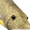 lilizzhoumax Lifelike Northern Pike Fish Stuffed Animal,Simulation Pikefish Fish Pillow Plush,Sea Creature Plush Toy, for Kids,18 inch Long Yellow view 2