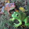 SCAHOW Realistic Tree Frog Figure Plastic Hand Painted Bullfrog Figurine Educational Rubber Animal Model Toys for Kids Children view 2