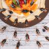 BEINME Prank Fake Roaches, Prank Stuff Fake Rubber Cockroach Fake Bugs Plastic Bugs Novelty Cockroach for Prank Scare(20 Pcs), M- 2*0.8in view 3