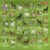 Schmidt Spiele 51449, Horse Couples, Travel Game, Bring Me with Game in Metal Tin, Colourful view 4