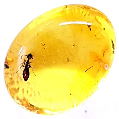 AMBERMILANA Natural Fossil Baltic Amber with Insect Inclusion in Magnifying Box/Beautiful Museum Grade/Certified Genuine Baltic Amber