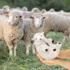 AGRIMONY Cute Shaved Sheep Stuffed Animals,Small Plushies Kawaii Lamb Plush Toys, Easter Valentines Mothers Day Birthday Christmas Funny Gifts Sheep Decor for Kids Girls Boys Teens Women view 3