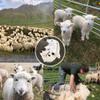 AGRIMONY Cute Shaved Sheep Stuffed Animals,Small Plushies Kawaii Lamb Plush Toys, Easter Valentines Mothers Day Birthday Christmas Funny Gifts Sheep Decor for Kids Girls Boys Teens Women view 4
