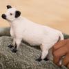 Schleich Farm World Realistic Galloway Cow Figurine - Highly Detailed and Durable Farm Animal Toy, Fun and Educational Play for Boys and Girls, Gift for Kids Ages 3+ view 2