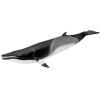 Safari Ltd. Minke Whale Figurine - Hand-Painted, Lifelike 7" Model Figure - Educational Sea Life Toy for Boys, Girls & Kids Ages 3+ view 1