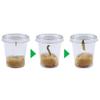 Insect Lore Butterfly Garden - Pavilion School Kit with 33 Live Caterpillars - 2ft Tall Habitat, STEM Activity Journal, Cups & Tools Included - Immersive Classroom Life Cycle Learning view 2