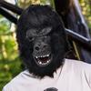 PartyHop Chimpanzee Monkey Chimp Head Mask Black Animal Latex Full Head Realistic Masks Fancy Dress for Halloween Carnival Costume Party view 2