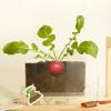 AoForce Children's Science Experiment Window Plant Growing Kit, Vegetable Plant Growth Observation Box Toy Science Kit for Homeschool & Classrooms, Ages 6+ view 4