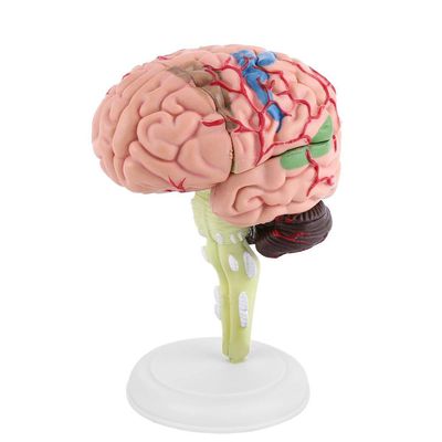 1pc Anatomically Accurate Human Brain Model for Science Classroom Study Display Teaching Medical Model Brain Model for Brain Model for Psychology