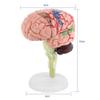 1pc Anatomically Accurate Human Brain Model for Science Classroom Study Display Teaching Medical Model Brain Model for Brain Model for Psychology view 2