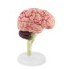 1pc Anatomically Accurate Human Brain Model for Science Classroom Study Display Teaching Medical Model Brain Model for Brain Model for Psychology view 3