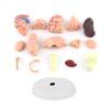 1pc Anatomically Accurate Human Brain Model for Science Classroom Study Display Teaching Medical Model Brain Model for Brain Model for Psychology view 4