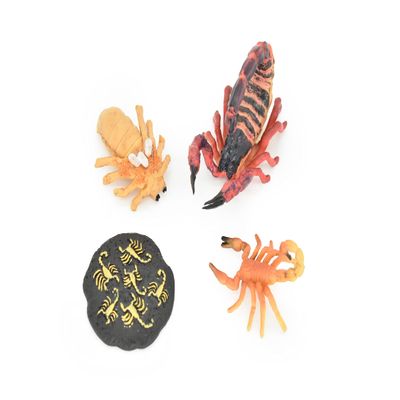 Scorpion, Learn The Scorpion Life Cycle, Very Nice Plastic Reproduction, 4 Stages, 3 1/2" CH12 B231