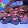 Accoutrements Archie McPhee Itty Bitty Blobfish 12 Pack view 3