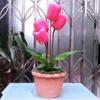 SUMAG The Living Tulip Stage Flower Magic Tricks Stage Magic Props Classic Toys Illusion Party Trick Fun Super Effect Magic Toys view 1
