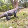 NAKIMO Komodo Dragon Animal Figurine Lizard Toy Realistic Reptile Figures for Decoration, Science Education, Prank Props view 4