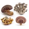 GUFOPONAS Realistic mini Life Cycle of Mushroom Figure Toy Set 4PCS Mushroom Decor for Diorama Projects Kids Birthday Gift Learning Toy view 1