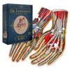 Dr. Livingston's Human Hands Anatomy Puzzle - A Medically Accurate Jigsaw Puzzle of the Hands - Educational and Engaging Toy about the Human Body - Unique Science Gift for Doctors, Nurses and Teachers view 1