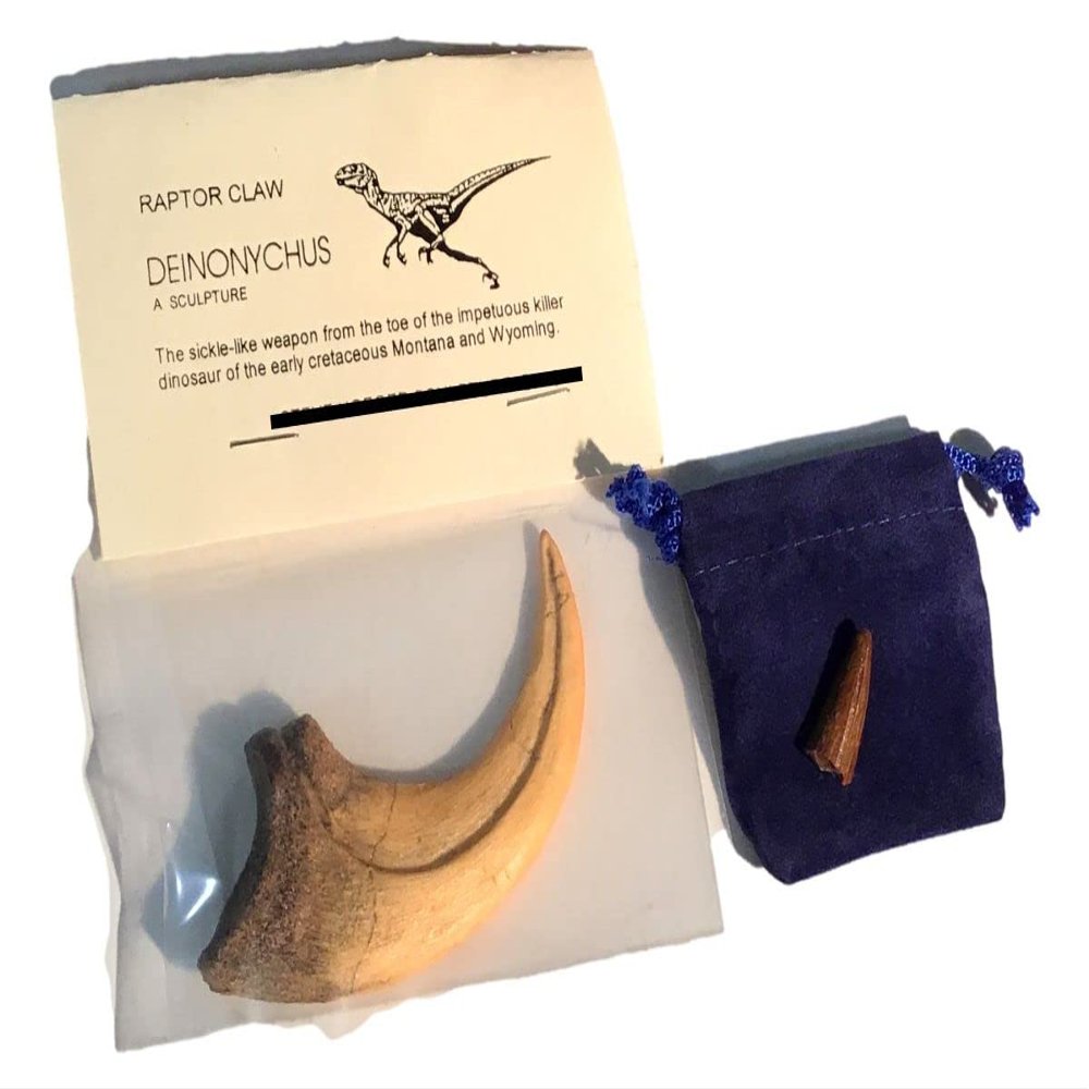 Cast Replica Deinonychus Dinosaur Claw with Bonus Genuine Fossil Spinosaurus Tooth Fragment by DINOSAURS ROCK