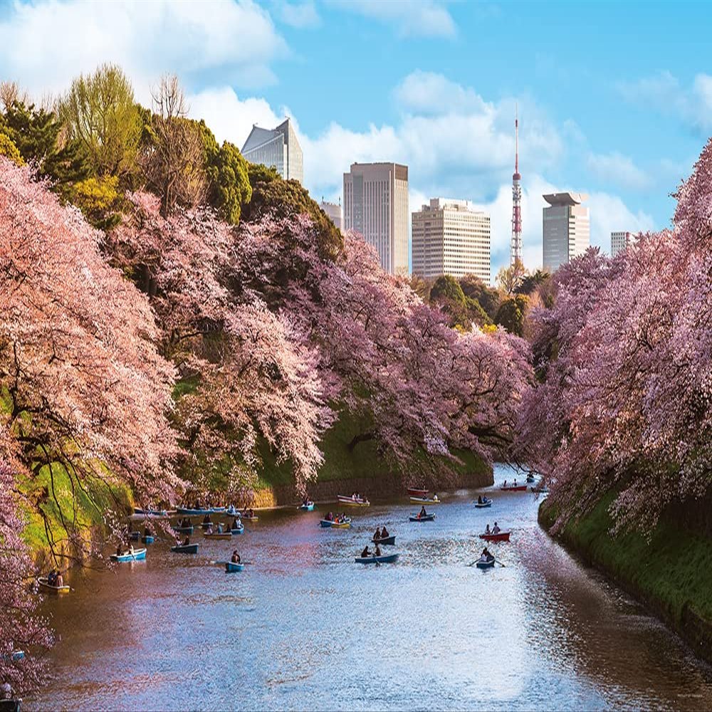 1000 Piece Jigsaw Puzzle, Houndstooth Cherry Blossom (Tokyo), 19.7 x 29.5 inches (50 x 75 cm), 10-1436
