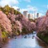 1000 Piece Jigsaw Puzzle, Houndstooth Cherry Blossom (Tokyo), 19.7 x 29.5 inches (50 x 75 cm), 10-1436 view 1