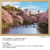 1000 Piece Jigsaw Puzzle, Houndstooth Cherry Blossom (Tokyo), 19.7 x 29.5 inches (50 x 75 cm), 10-1436 view 3