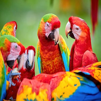 1000 Piece Bird Puzzle Nature, 19 x 27 Inch HD Quality Photo Puzzle I Sturdy 2mm Puzzle Pieces, Every Piece Unique I Tropical Rainforest Macaw Parrot Wildlife Jigsaw | Difficult (Parrot)