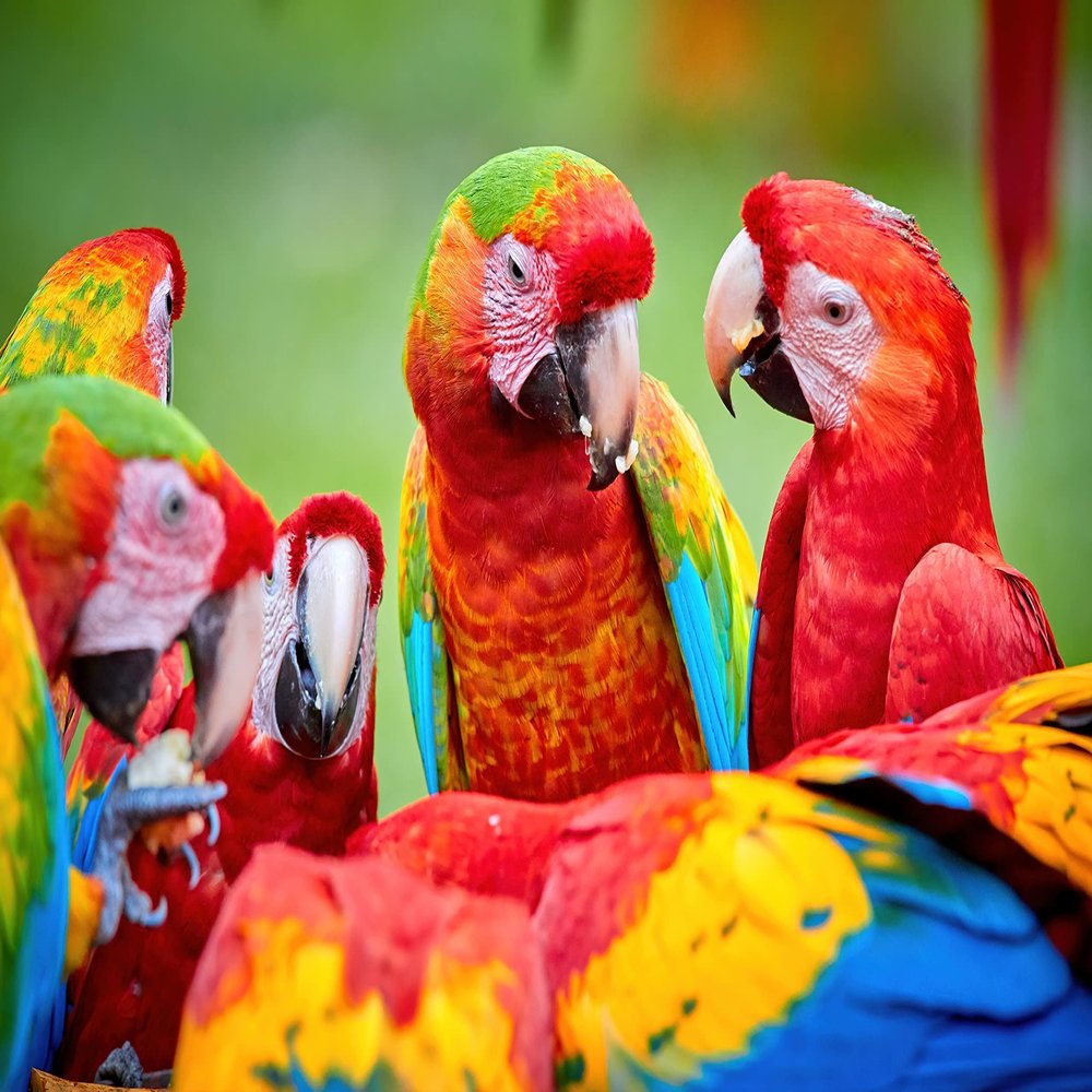 1000 Piece Bird Puzzle Nature, 19 x 27 Inch HD Quality Photo Puzzle I Sturdy 2mm Puzzle Pieces, Every Piece Unique I Tropical Rainforest Macaw Parrot Wildlife Jigsaw | Difficult (Parrot)