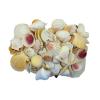 U.S. Shell Light Shell Mix with Starfish Gift Pack, 12 Pack view 1