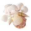 U.S. Shell Light Shell Mix with Starfish Gift Pack, 12 Pack view 3