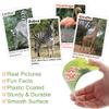 BenBen Go Fish Card Game for Kids, 104 Picture Cards, Jumbo Size, Safari Animal Learning Playing Cards, Memory Matching Games with Real Photos Fun Facts, 2-8 Players, Easter Basket Stuffers view 3