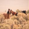 Noah Jigsaw Puzzle Three Wild Horses in The vast Utah Desert in The Western United States 1000 Pieces view 2