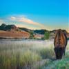 Noah Jigsaw Puzzle Badlands Bison, South Dakota 1000 Pieces view 2