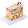 35X Enlarged Anatomical Skin Model, 3D Skin Teaching Aids Model, Anatomy Model Human Skin Structure Anatomical Model for Science Classroom Study Display Teaching Model view 1