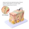 35X Enlarged Anatomical Skin Model, 3D Skin Teaching Aids Model, Anatomy Model Human Skin Structure Anatomical Model for Science Classroom Study Display Teaching Model view 2
